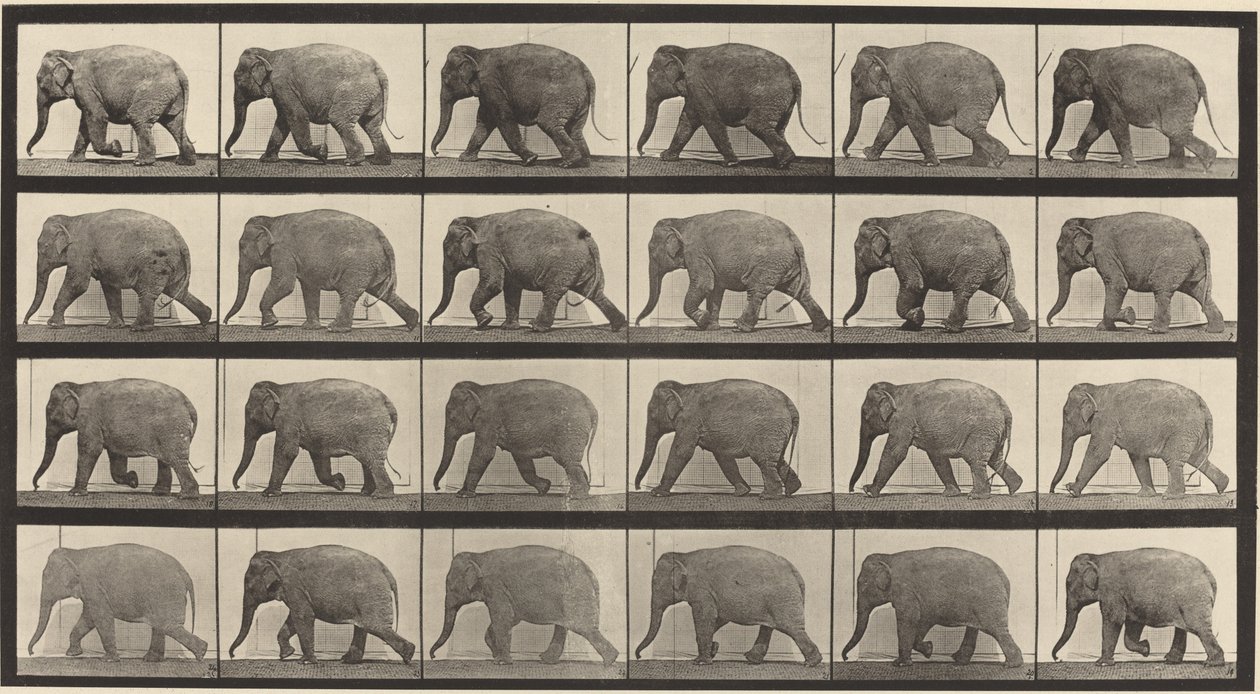 Numéro de plaque 733. Éléphant marchant - Eadweard Muybridge
