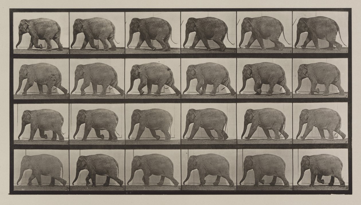 Planche numéro 733. Éléphant marchant - Eadweard Muybridge