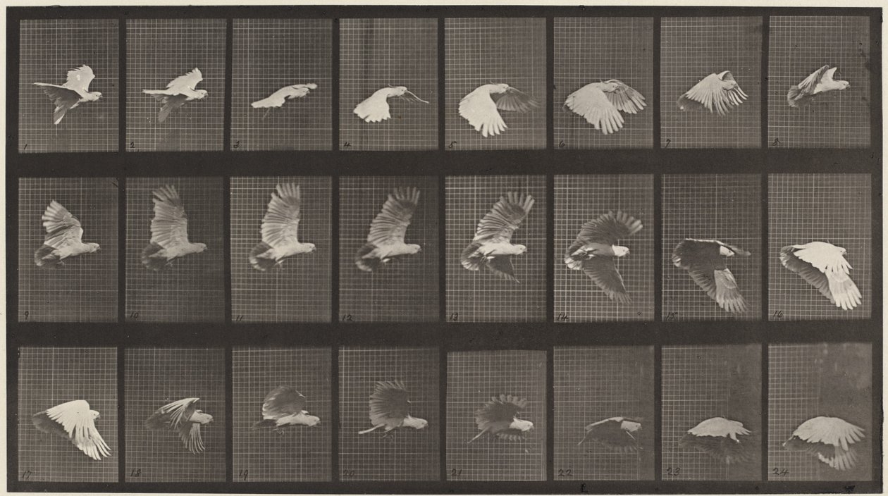 Planche numéro 758. Cacatoès en vol - Eadweard Muybridge