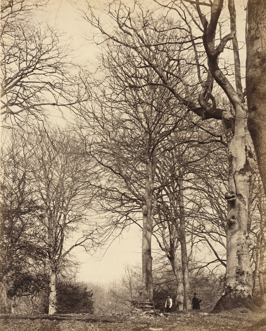 Hêtre de la reine Adélaïde, 1864 - Earl of Caithness