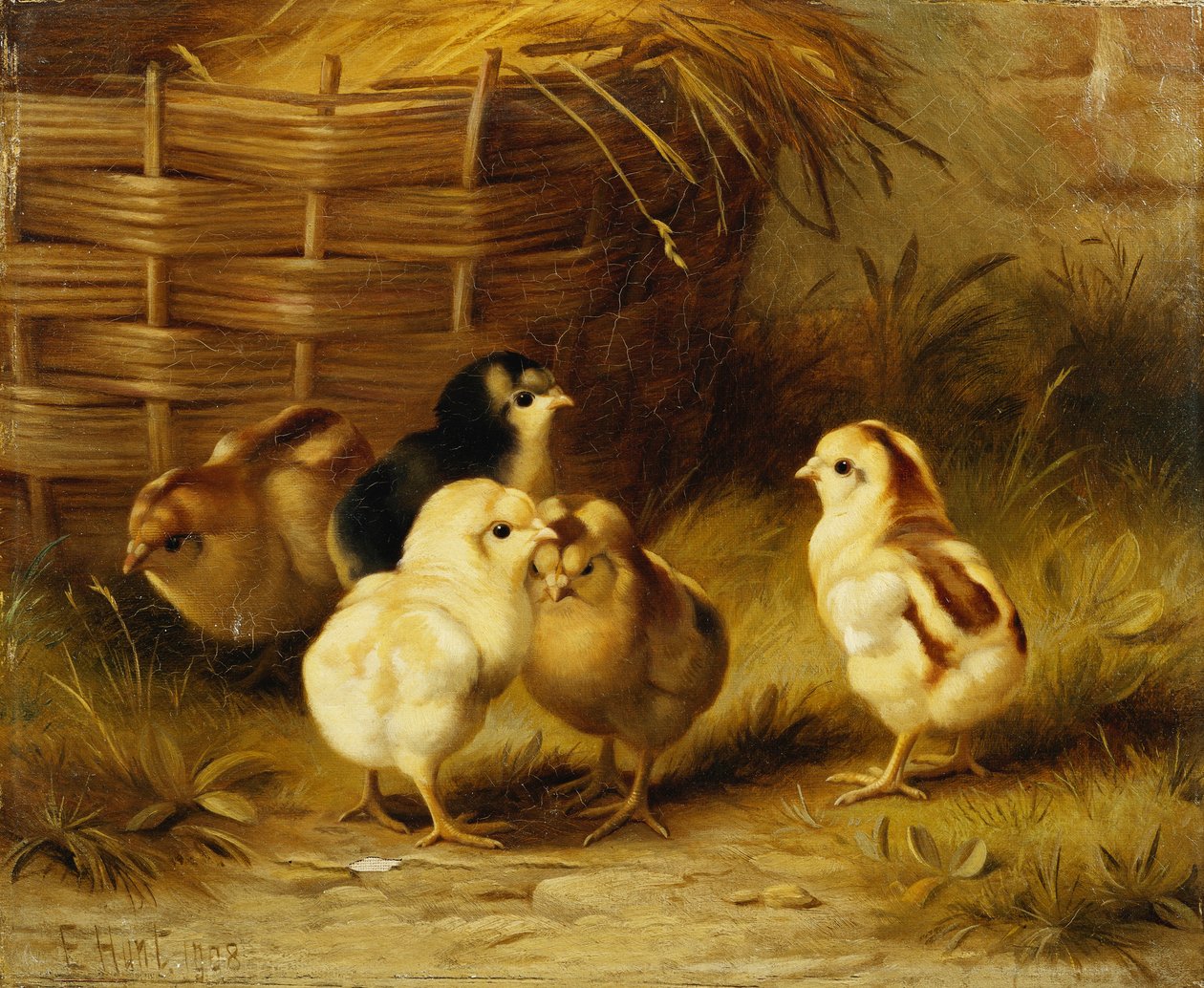 Poussins près d