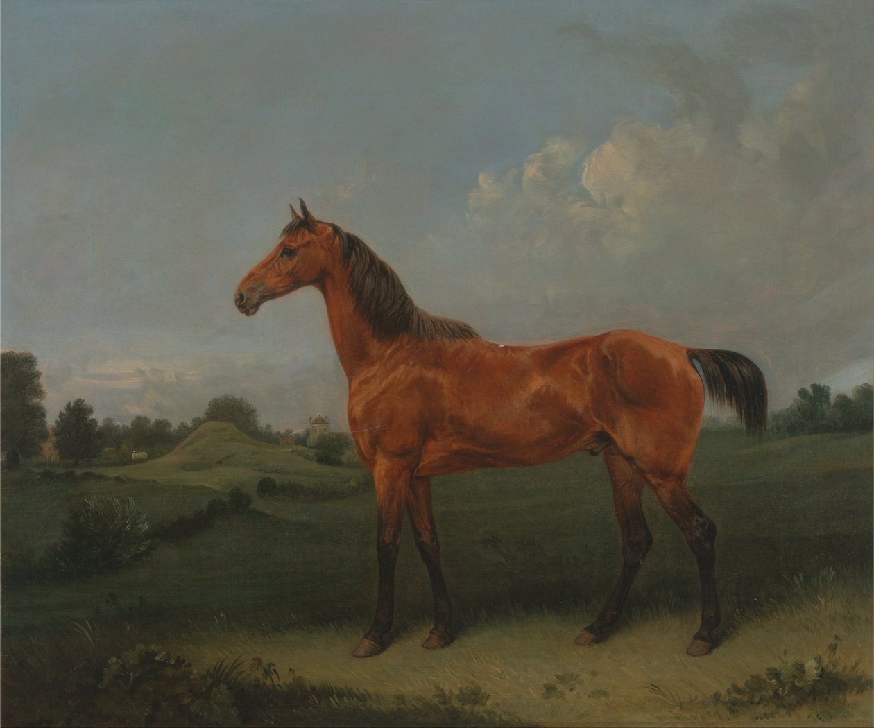 Un cheval bai dans un champ - Edmund Bristow