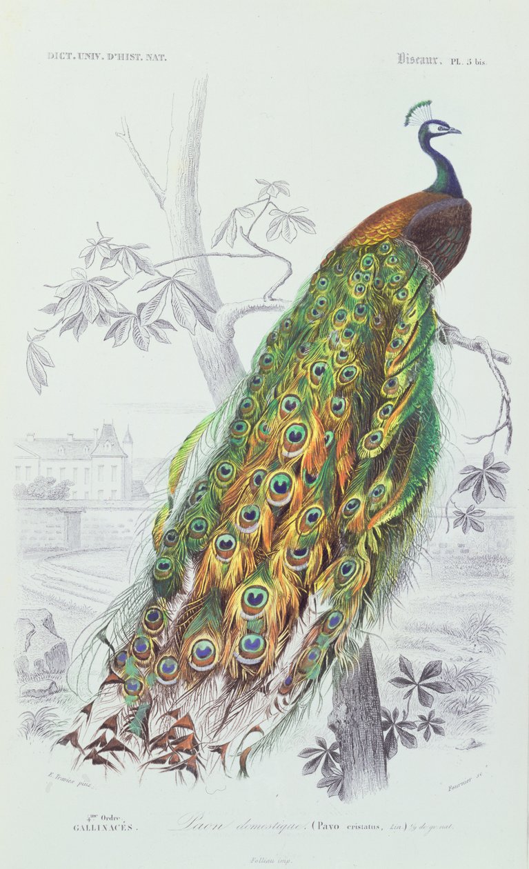 Le Paon, illustration du 