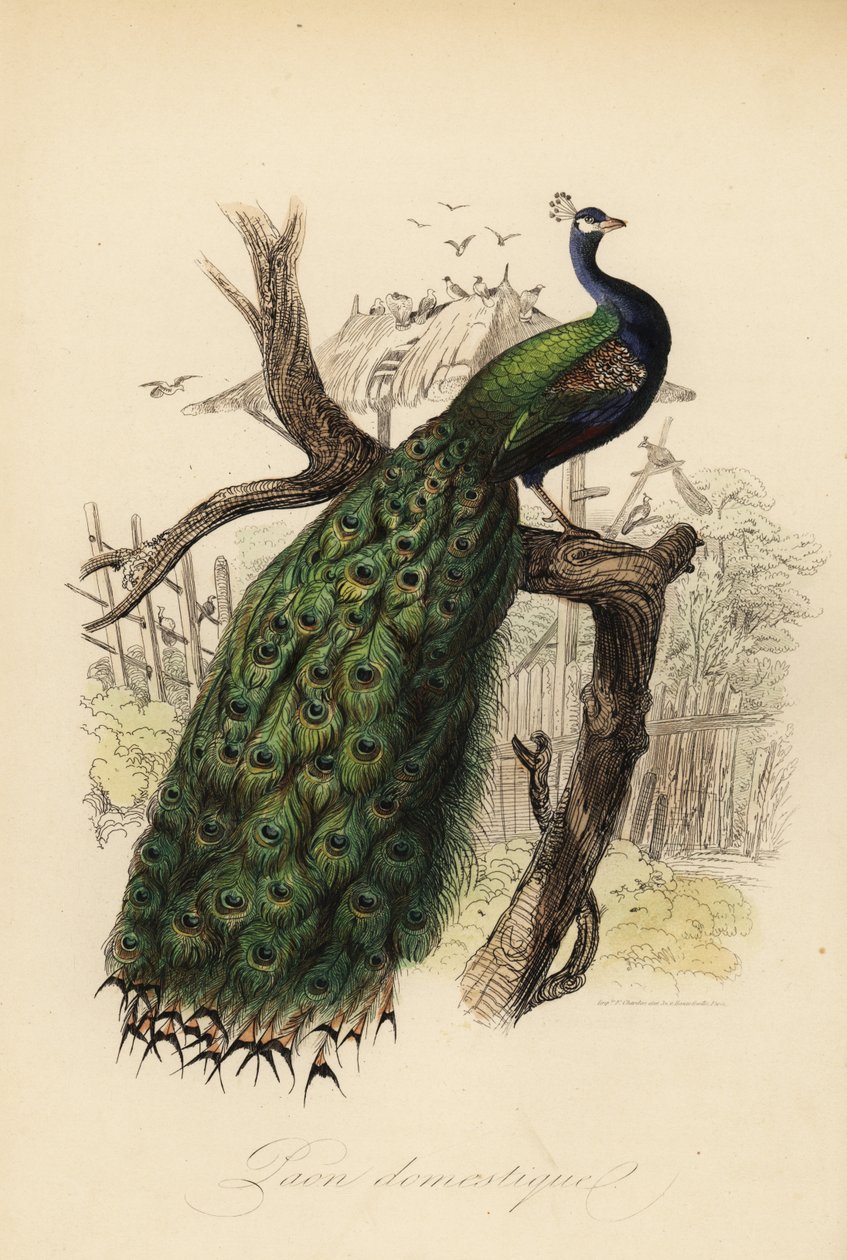 Paon indien, Pavo cristatus - Edouard (after) Travies