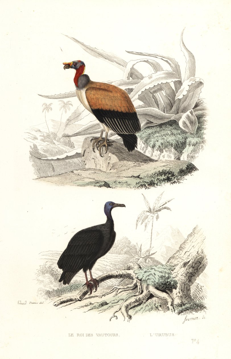 Vautour pape et urubu à tête rouge - Edouard (after) Travies