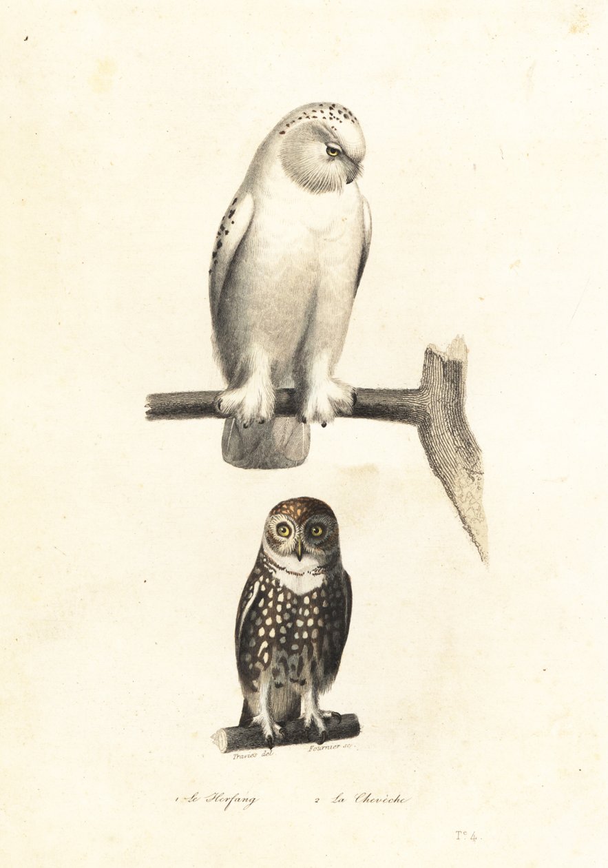 Harfang des neiges et chevêchette d