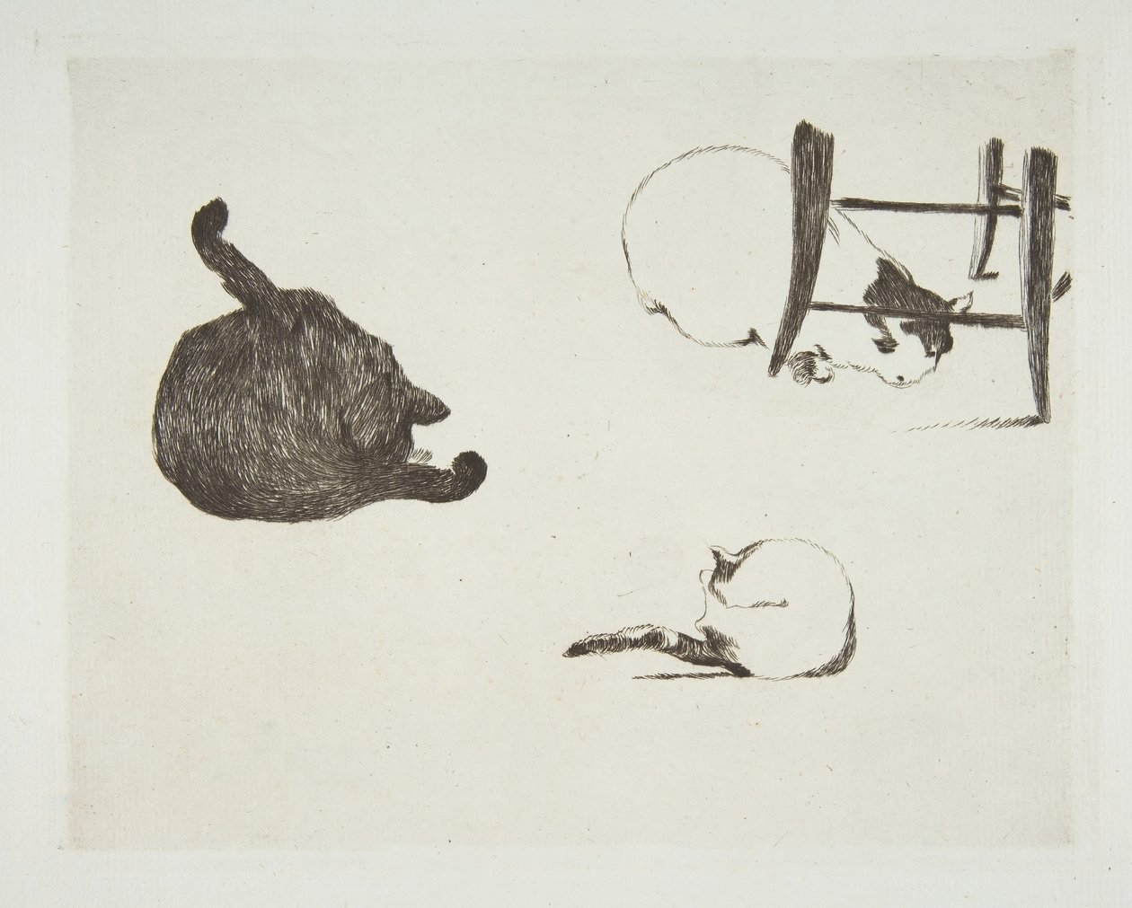 Chats - Édouard Manet