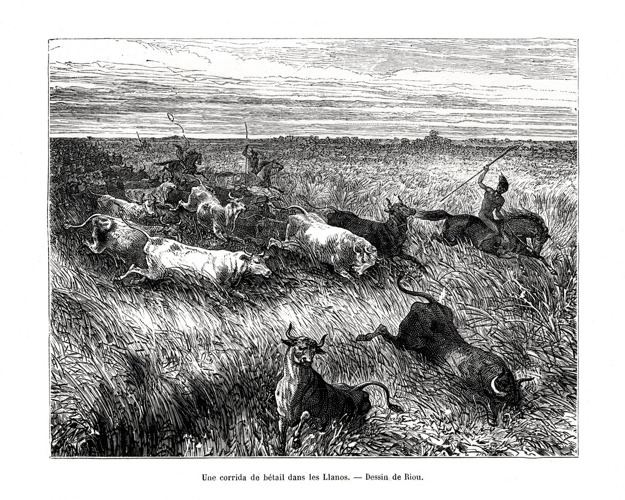 Bétail, Los Llanos, Venezuela, XIXe siècle - Edouard Riou