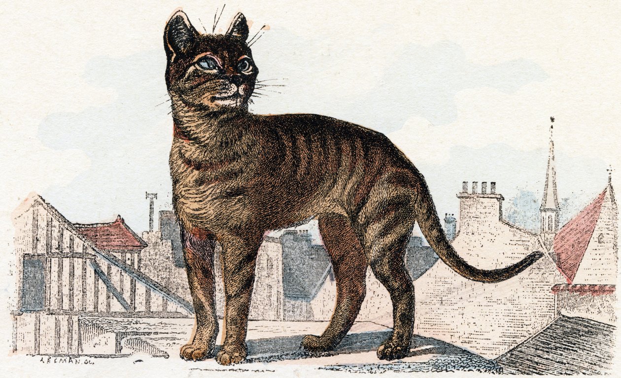 Chat de 