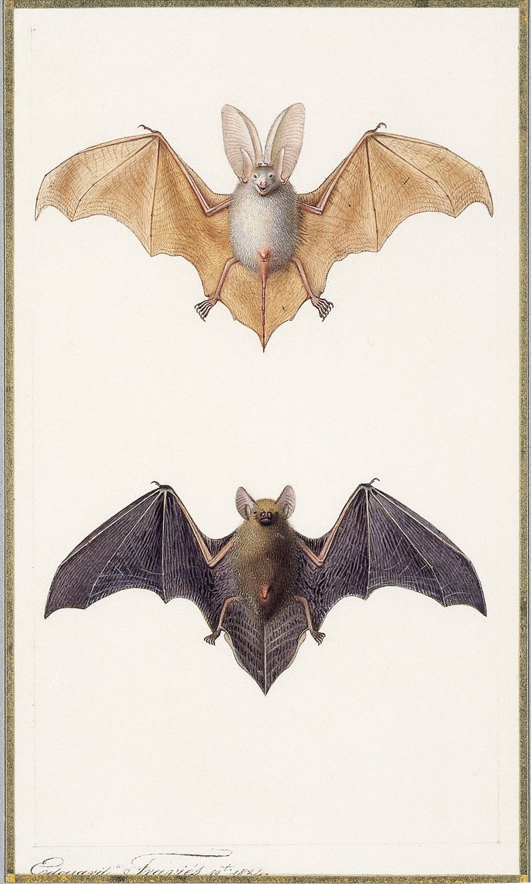 Grand murin et une chauve-souris commune, 1834 - Edouard Travies