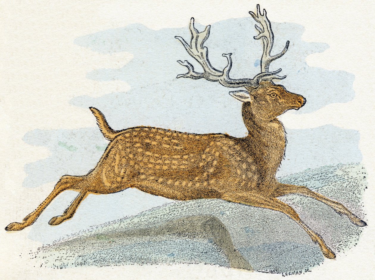 Suède - Alphabet illustré des animaux - Edouard Travies