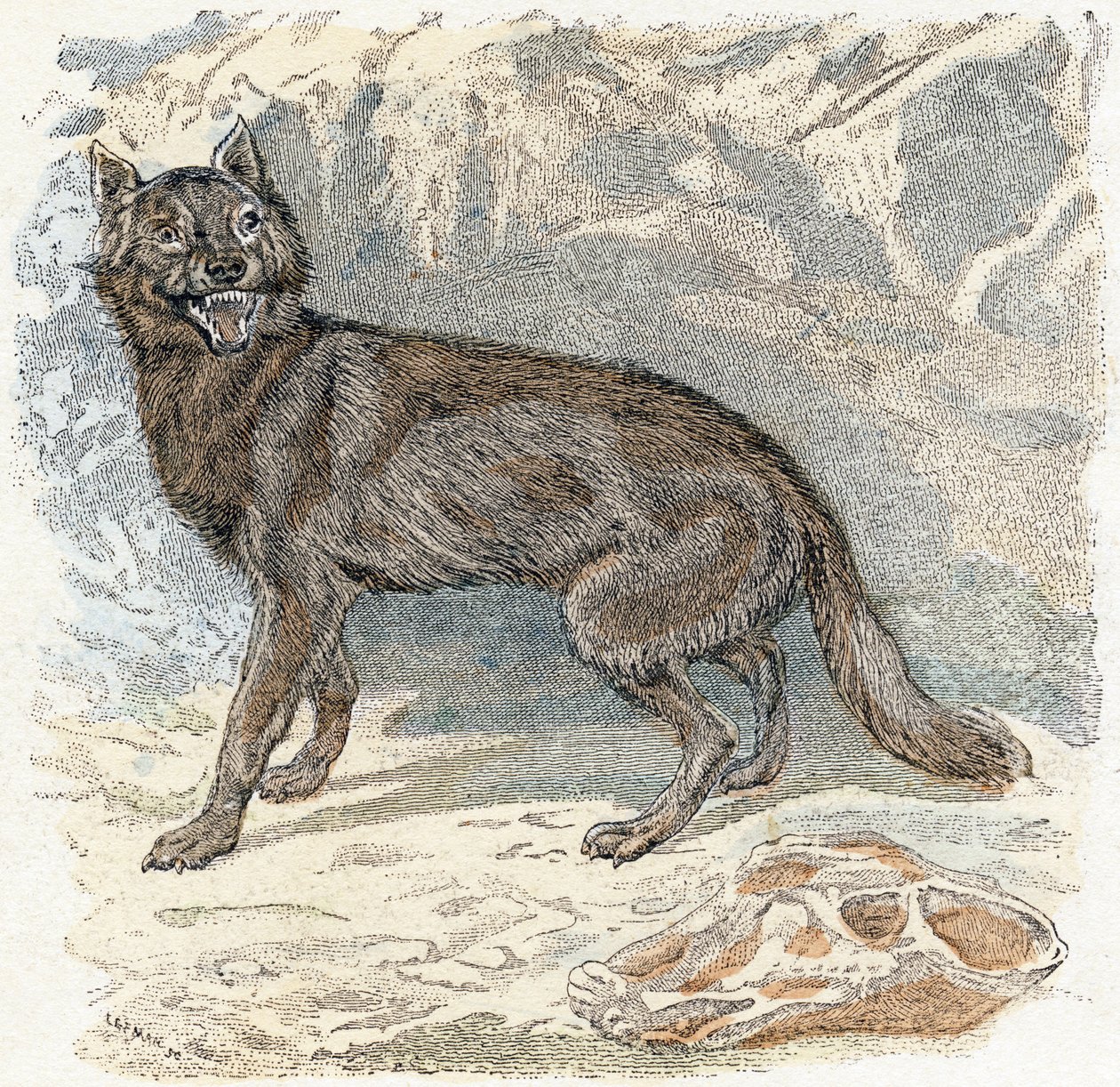 Loup - "Alphabet illustré des animaux" XIXe siècle (gravure) - Edouard Travies