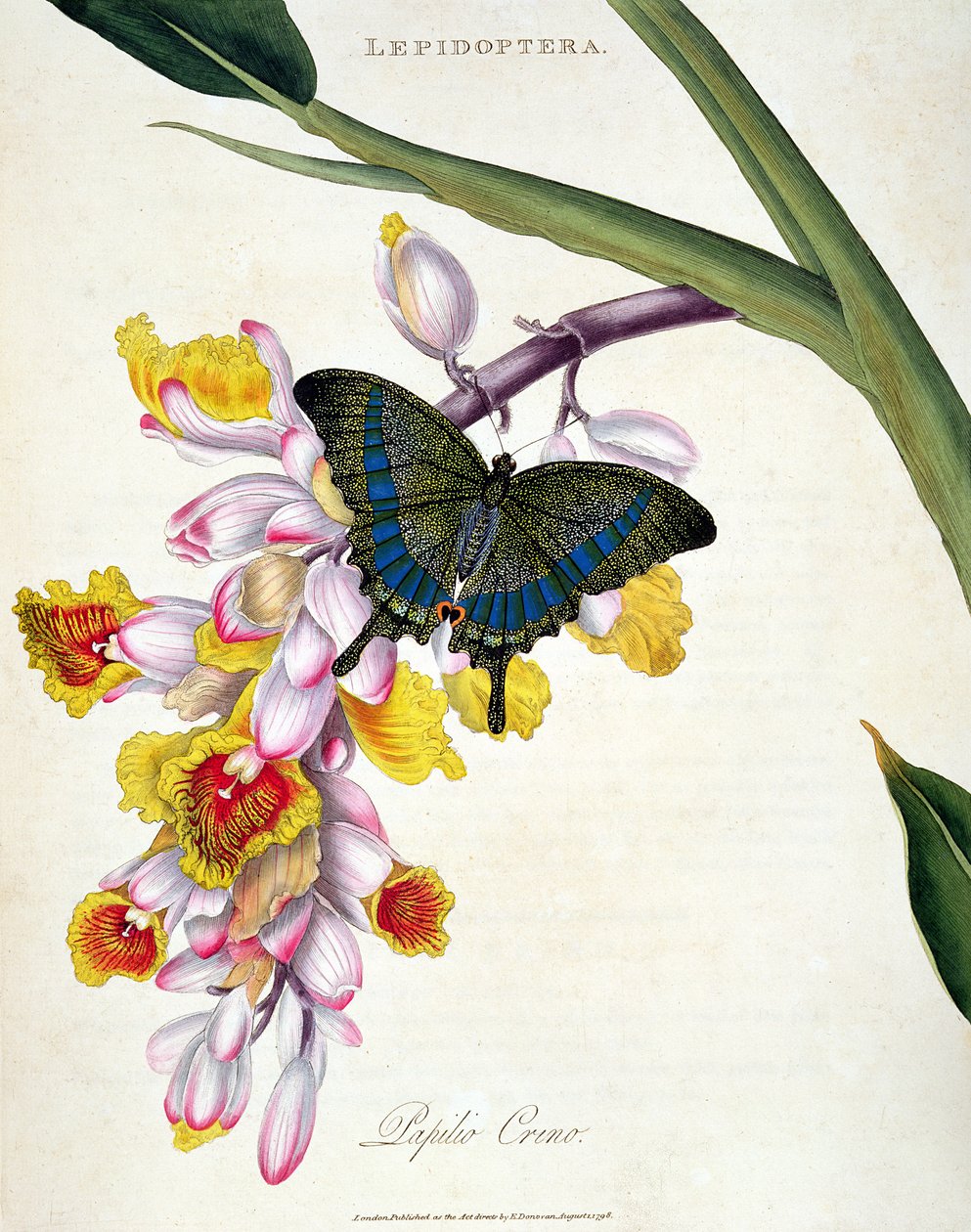 Papillon : Papilo Crino, publié par l