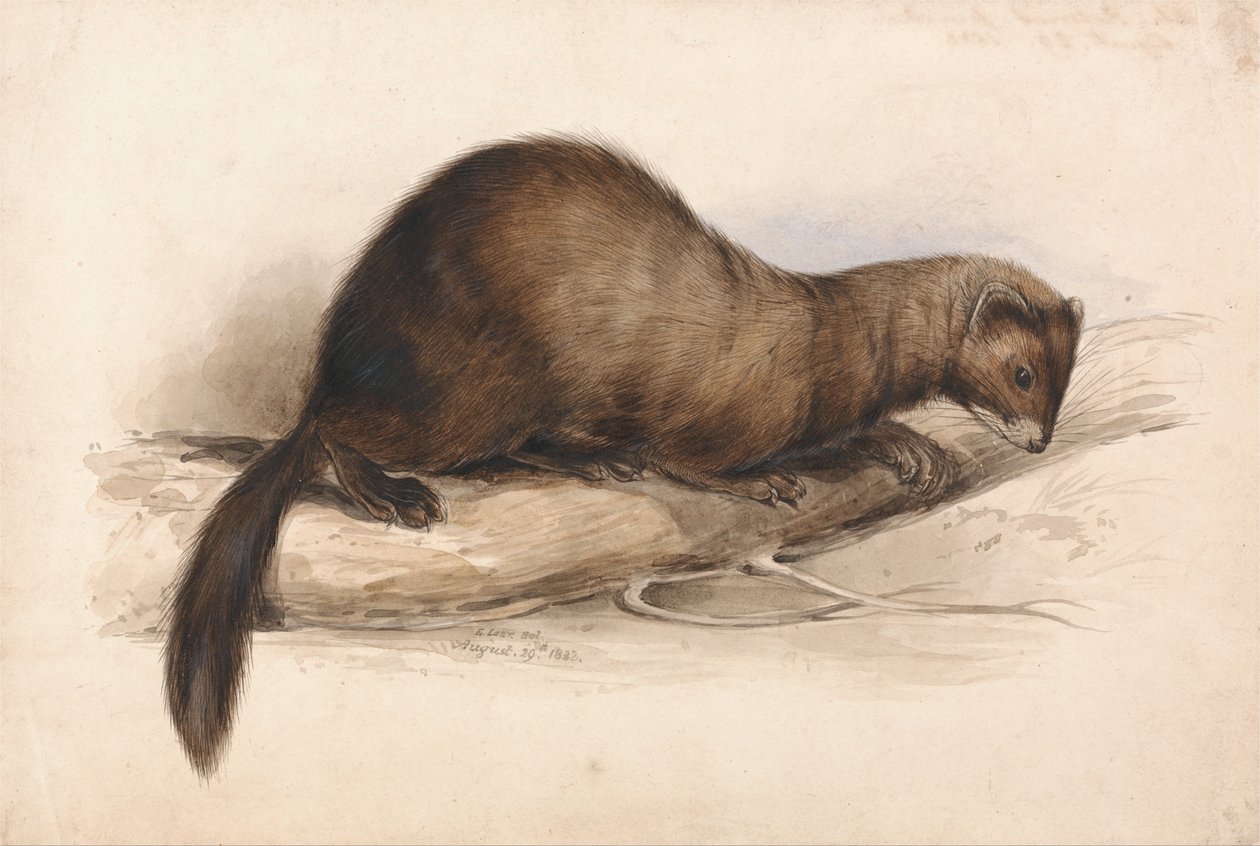 Une belette - Edward Lear