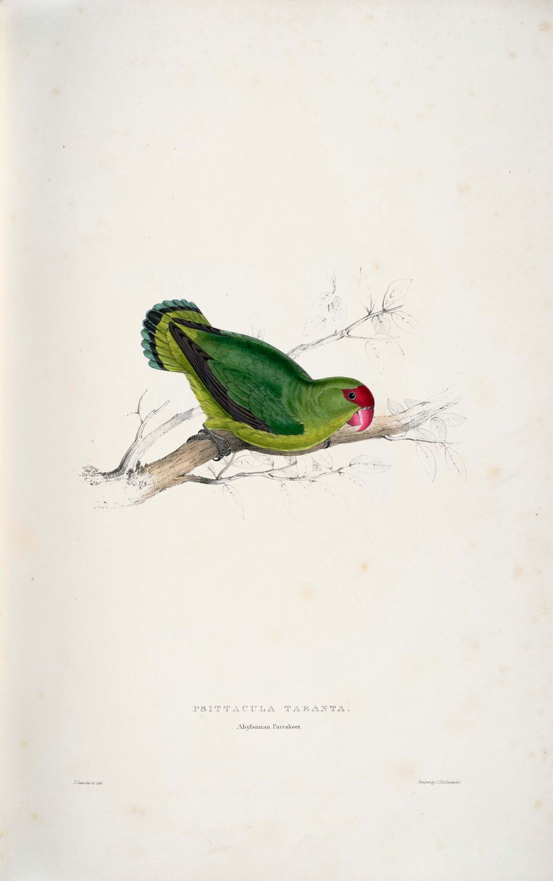 Agapornis taranta - Edward Lear