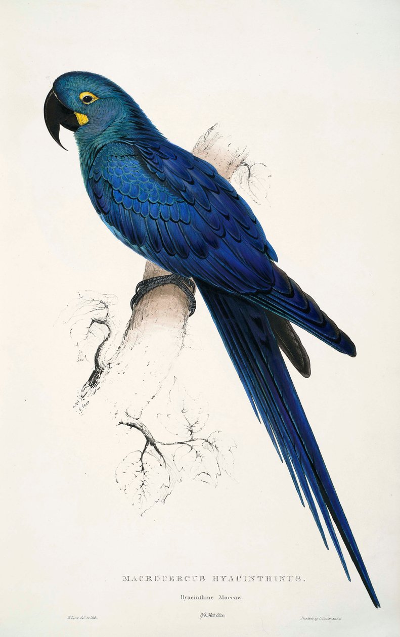 Anodorhynchus leari - Edward Lear