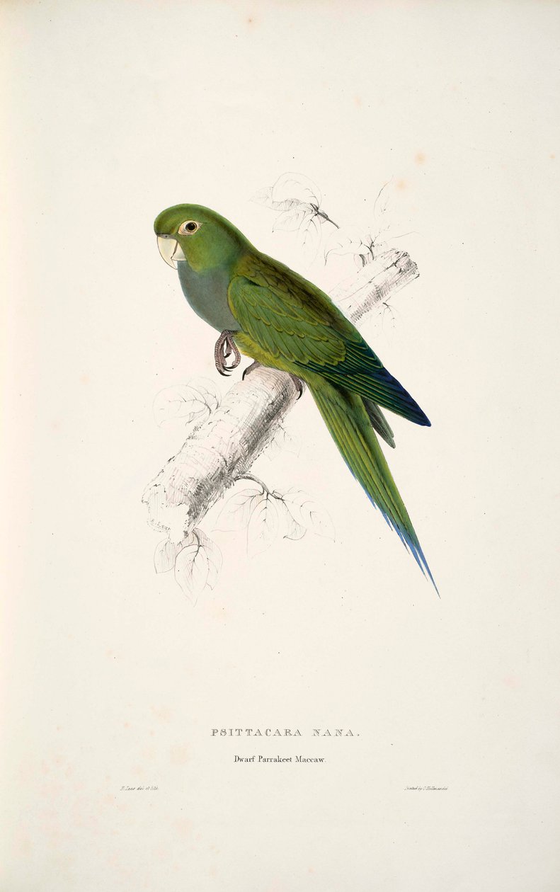 Aratinga nana - Edward Lear