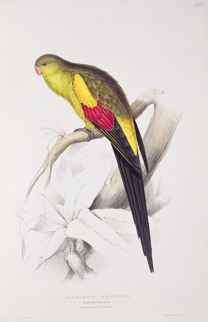 Perruche à queue noire - Edward Lear