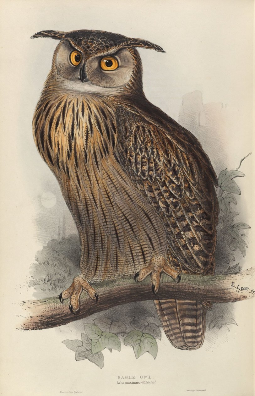 Bubo maximus - Edward Lear