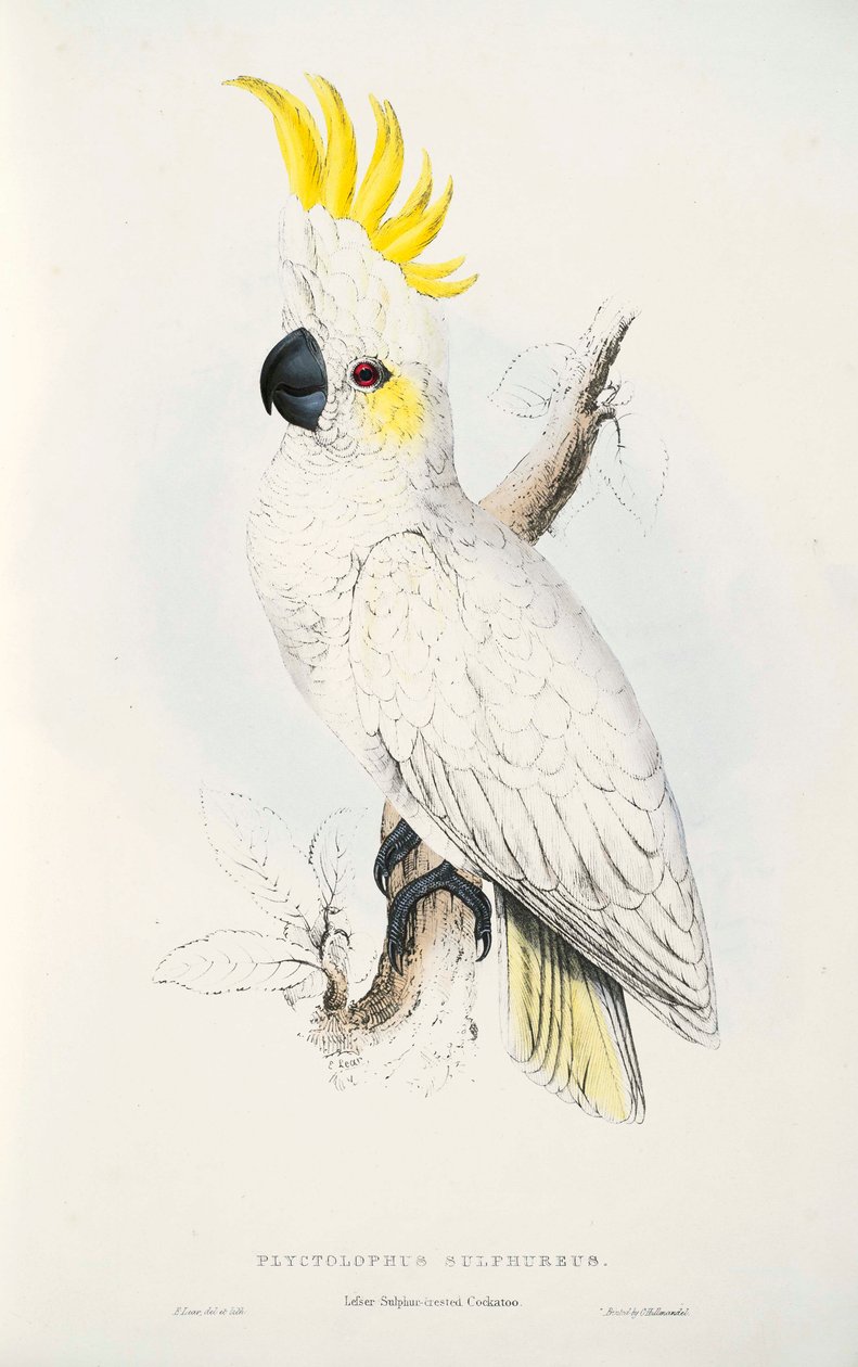 Cacatua sulphurea - Edward Lear