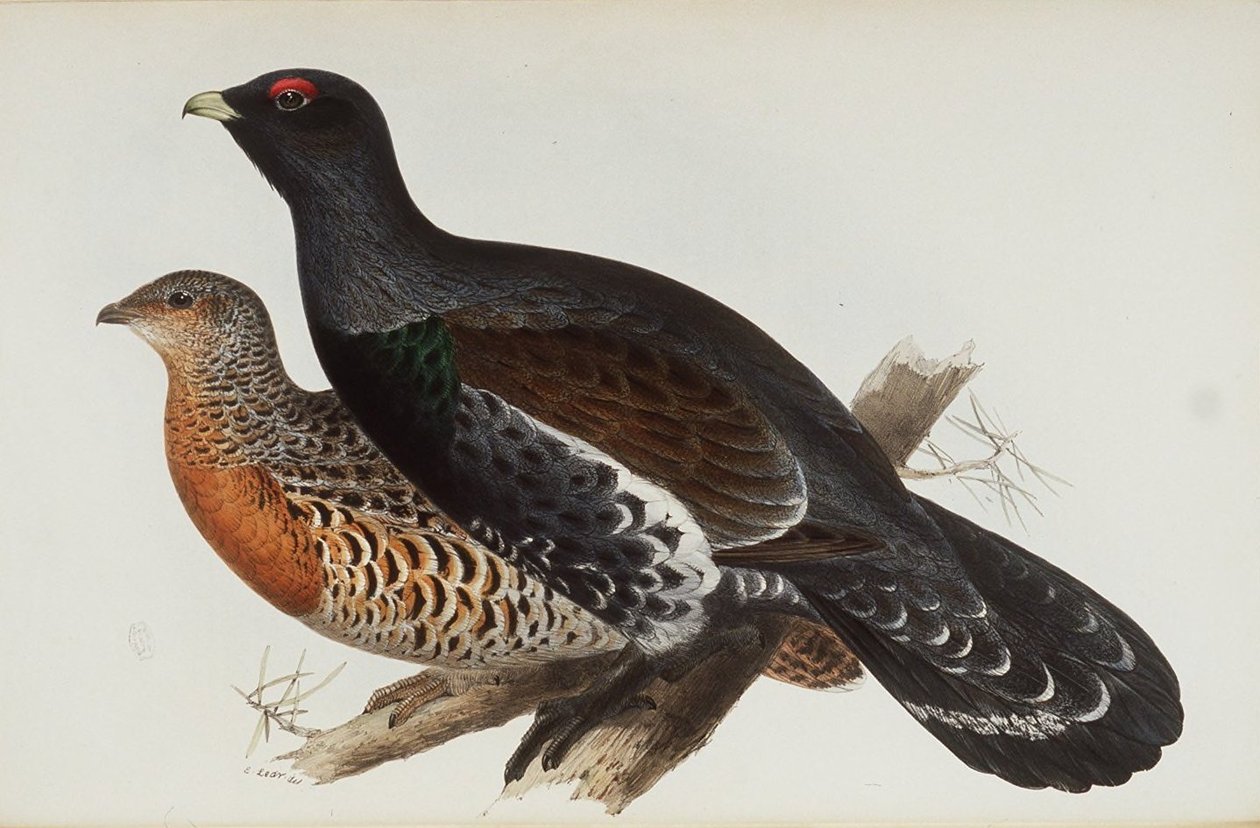 Grand Tétras - Edward Lear