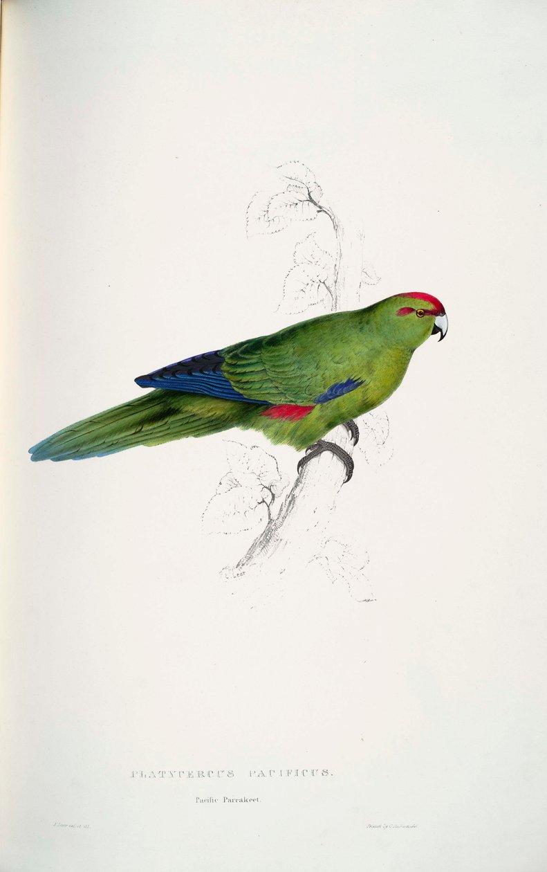 Cyanoramphus novaezelandiae - Edward Lear
