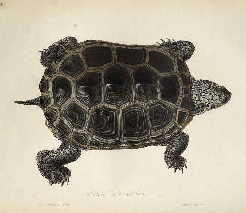 Emys concentrica - Edward Lear