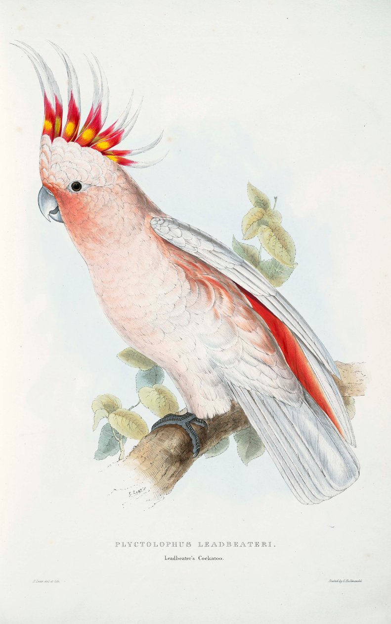 Lophochroa leadbeateri - Edward Lear