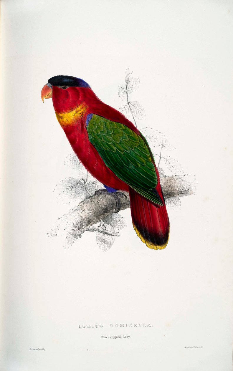 Lorius domicella - Edward Lear