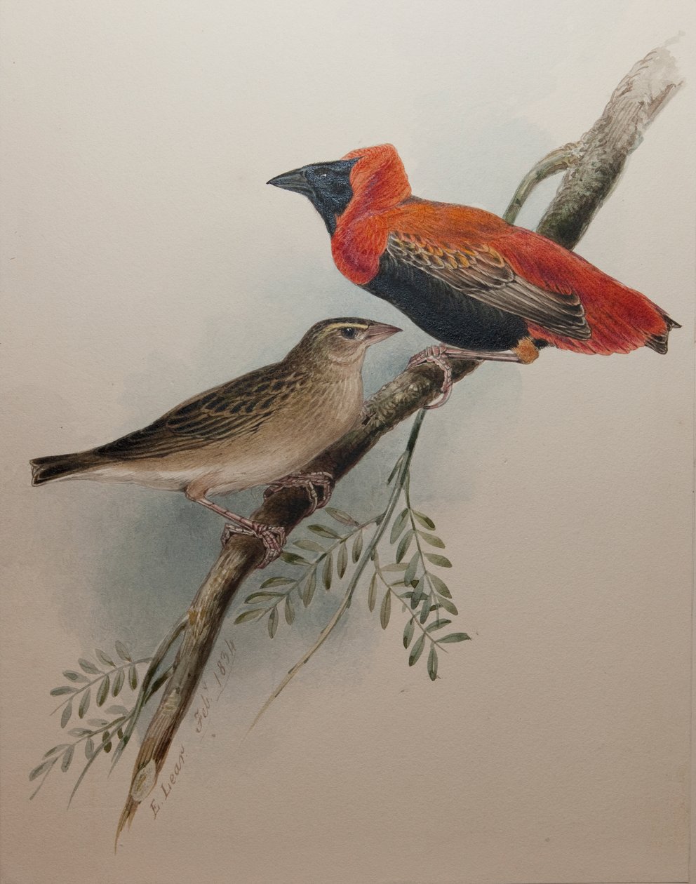 Euplecte à Croupion Rouge, 1834 - Edward Lear