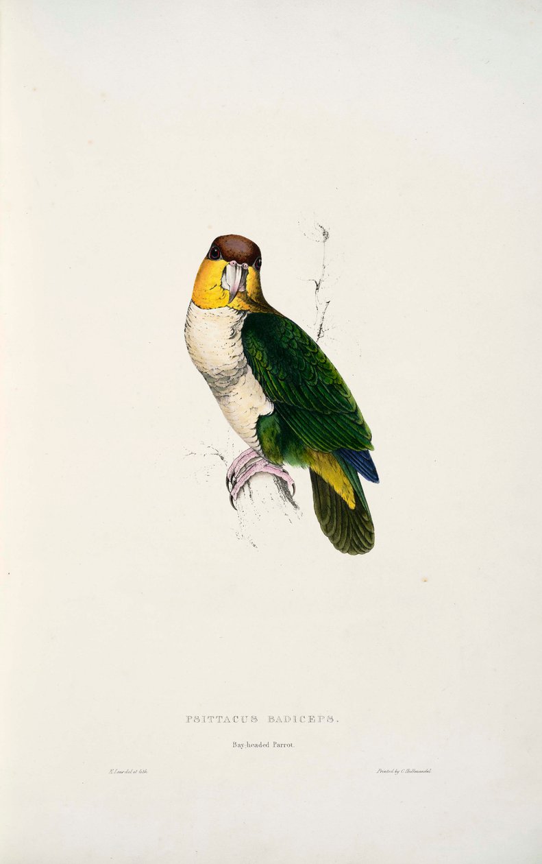 Pionites leucogaster - Edward Lear