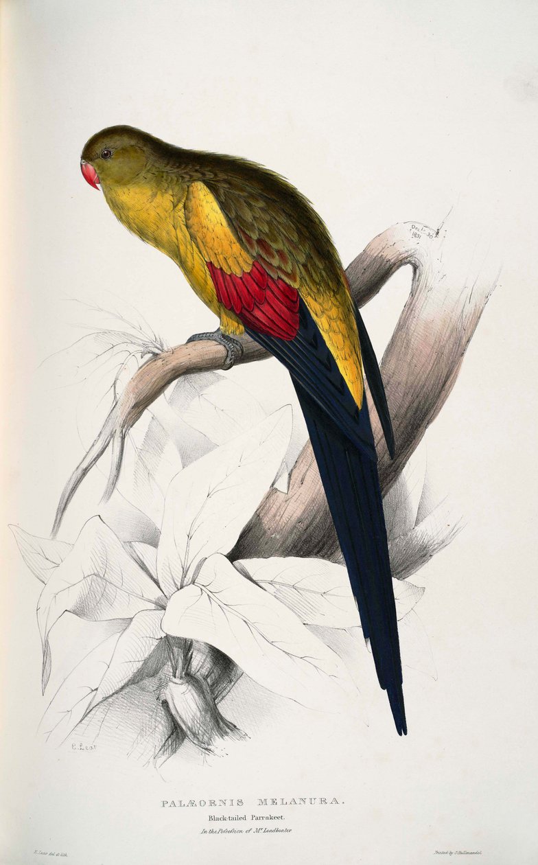 Polytelis anthopeplus - Edward Lear
