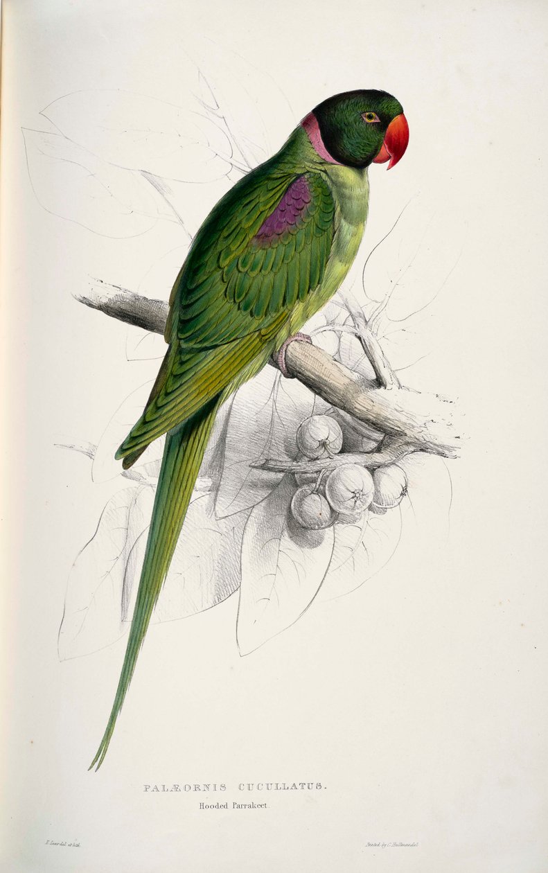 Psittacula eupatria - Edward Lear