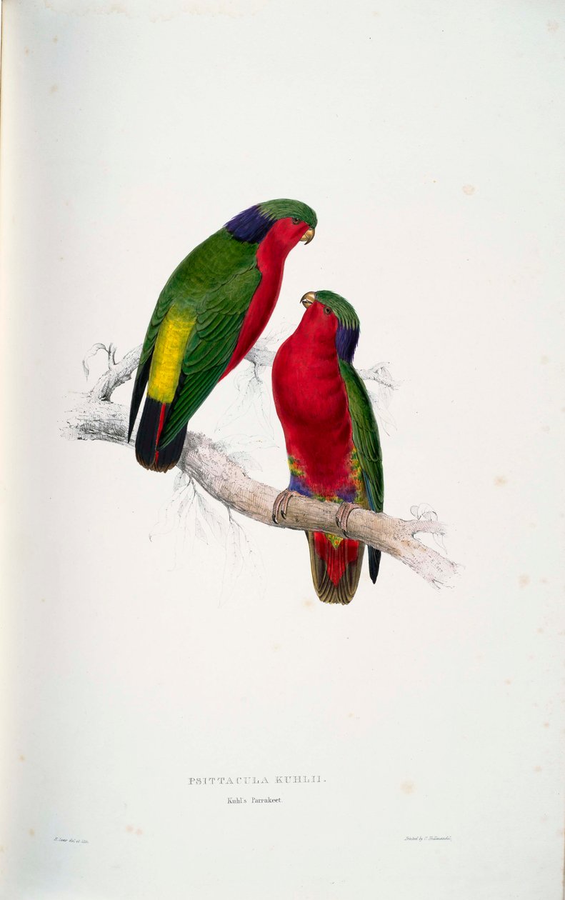 Psittacula kuhlii - Edward Lear