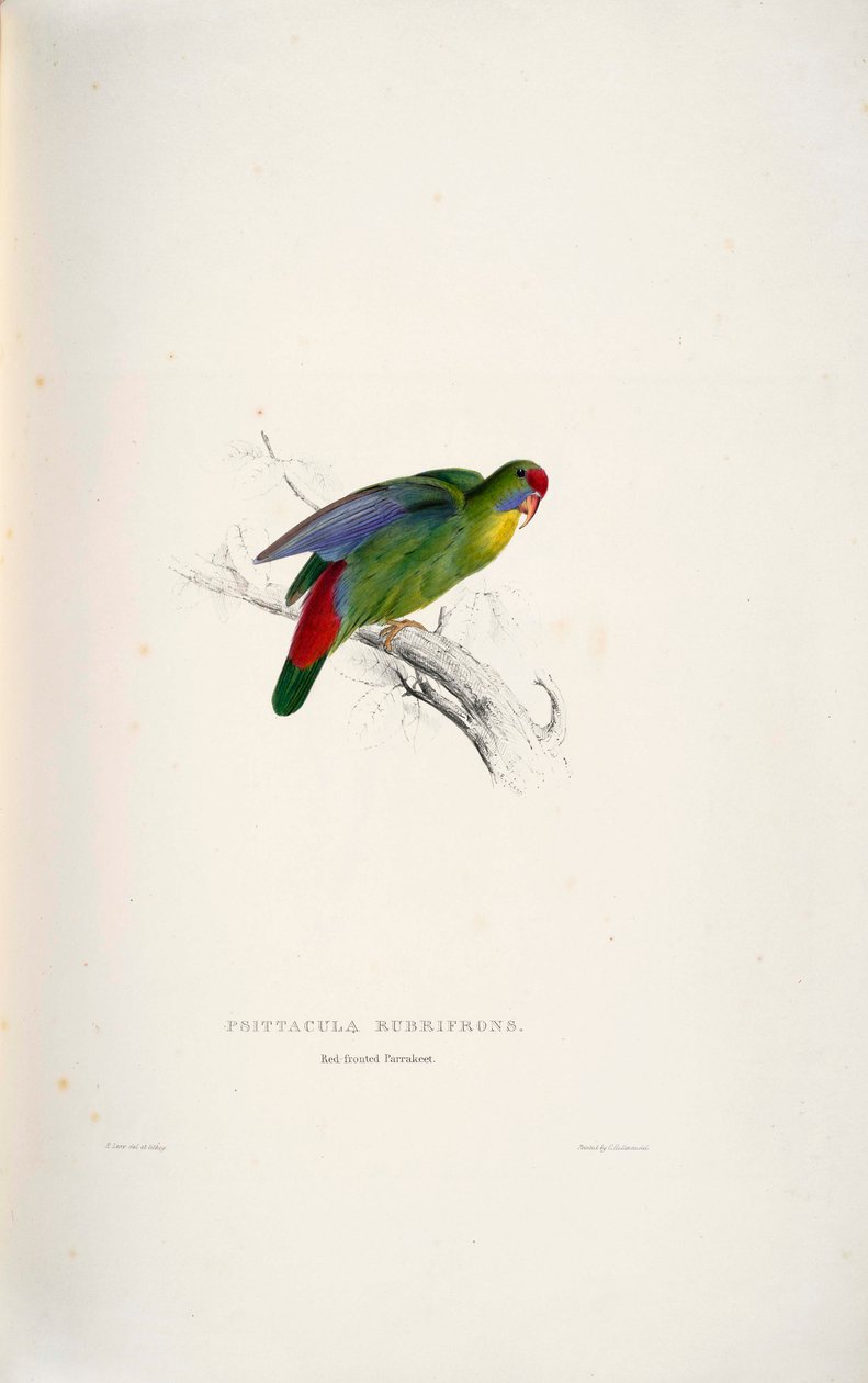 Psittacula rubrifrons - Edward Lear