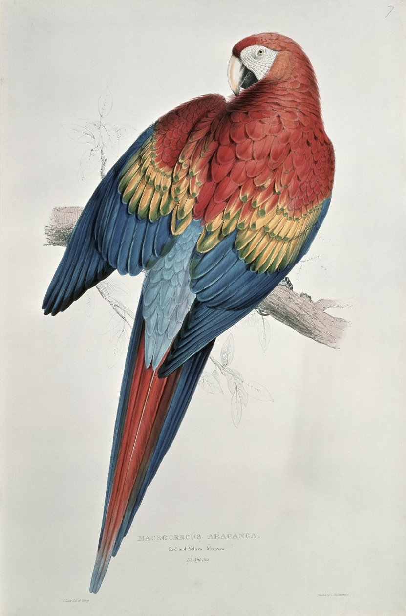 Ara rouge et jaune - Edward Lear