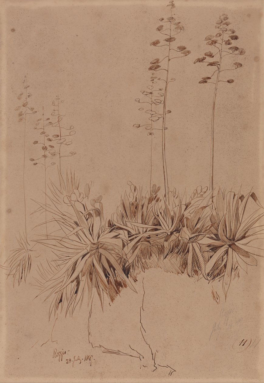 Reggio - Edward Lear
