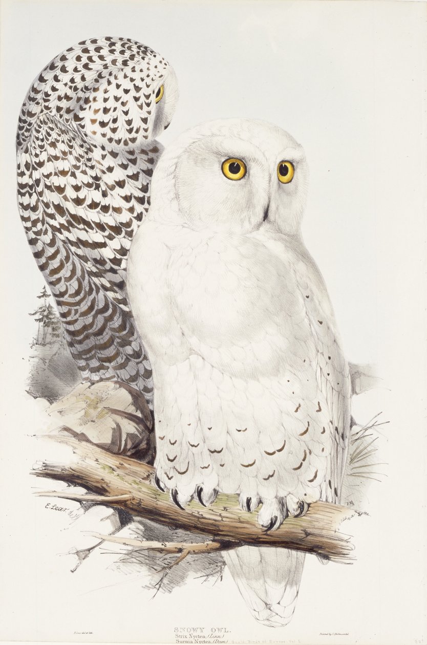 Hibou des neiges. Strix Nyctea; (Linn); Surnia Nyctea, 1832-1837 - Edward Lear