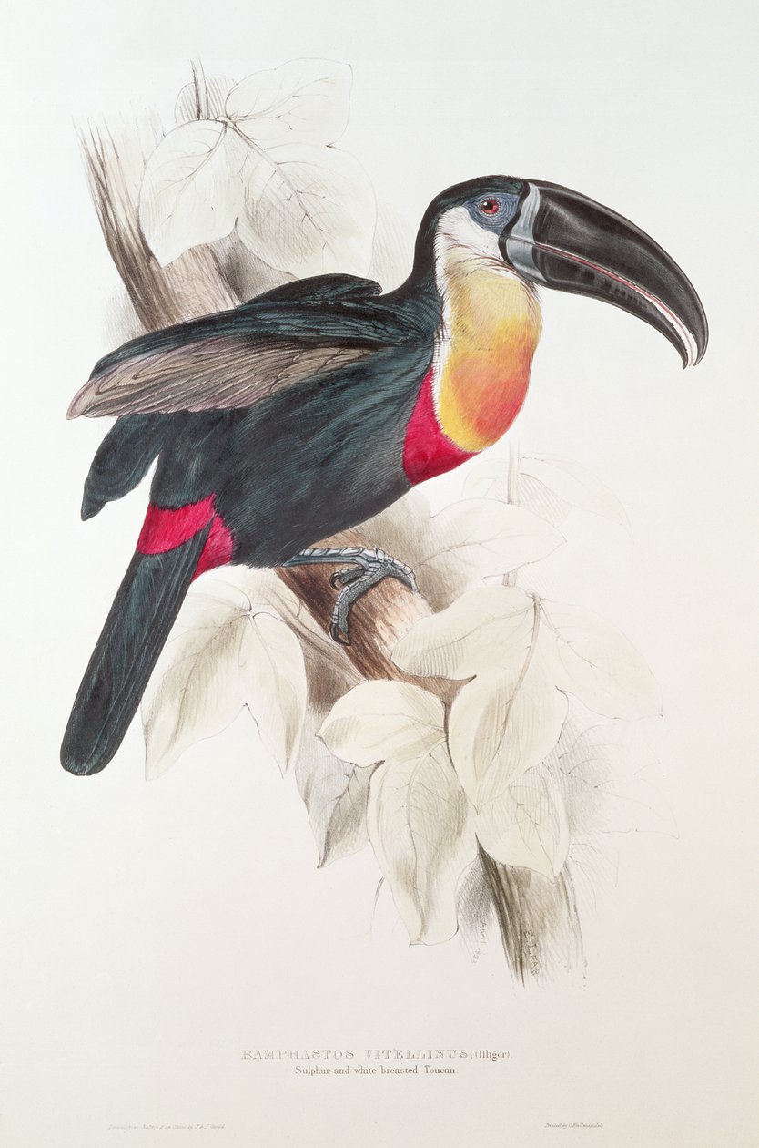 Toucan soufré et à poitrine blanche, 19ème siècle - Edward Lear