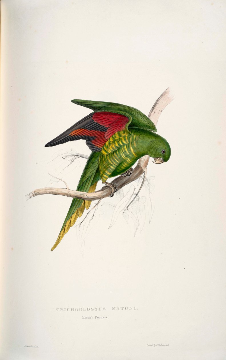 Trichoglossus chlorolepidotus - Edward Lear