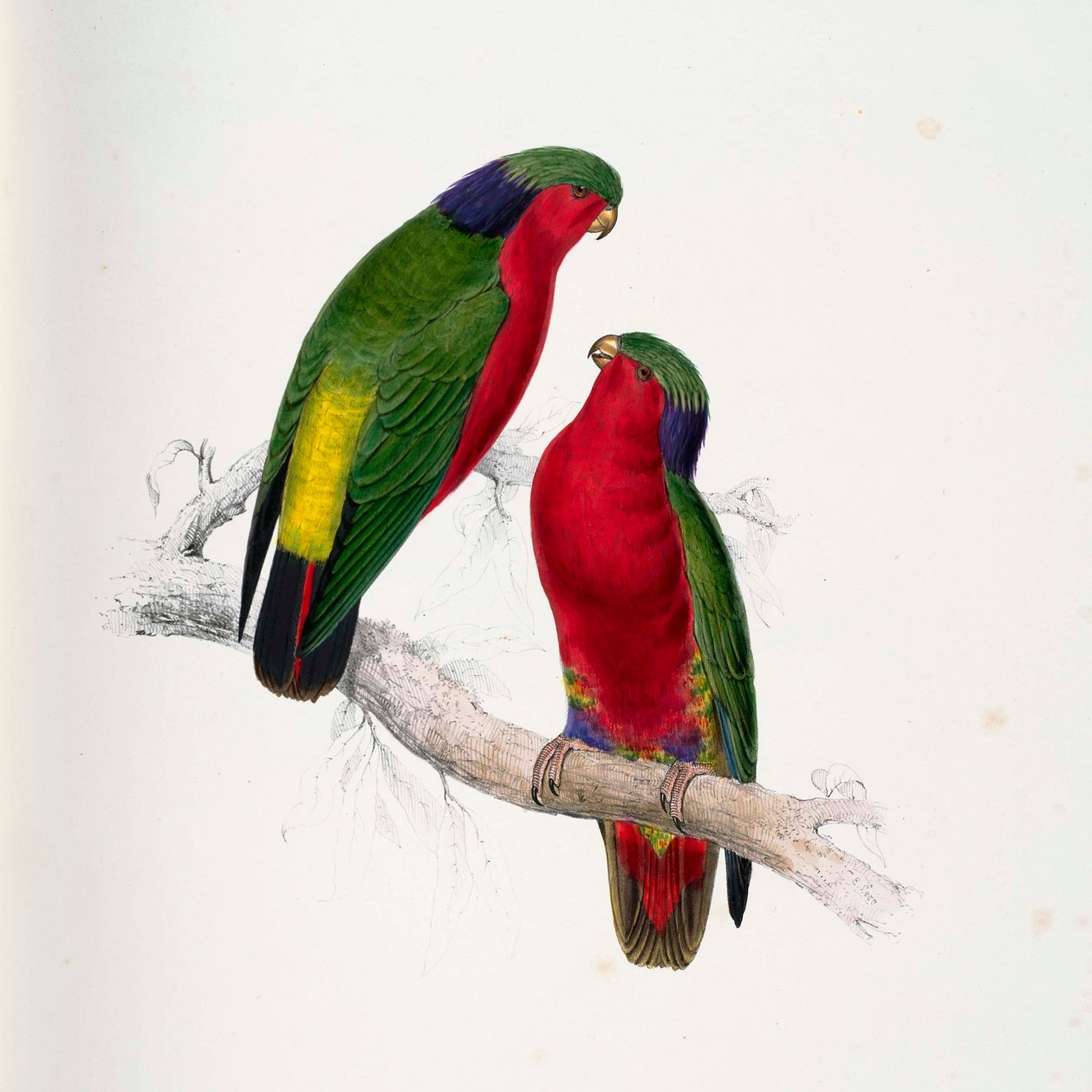 Vini kuhlii - Edward Lear