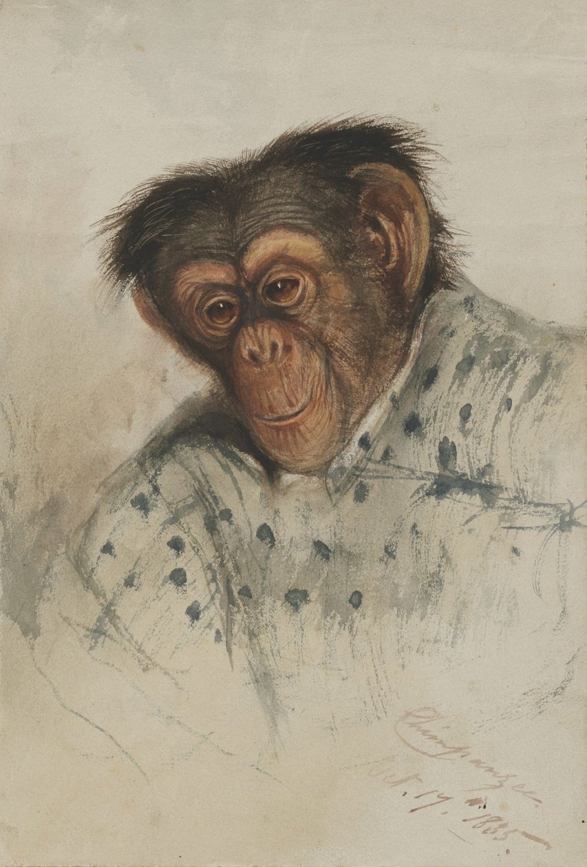 Tête de chimpanzé - Edward Lear