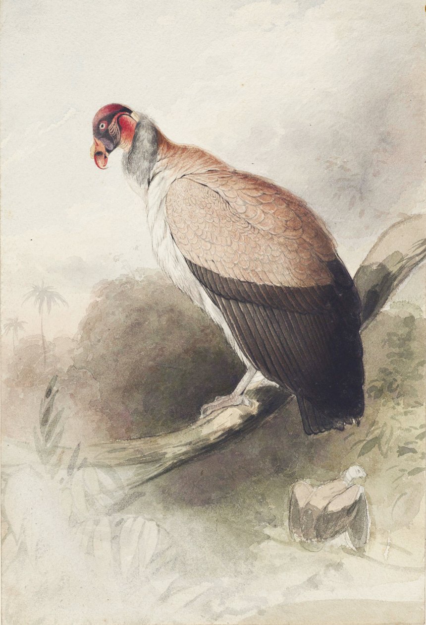 Condor - Edward Lear