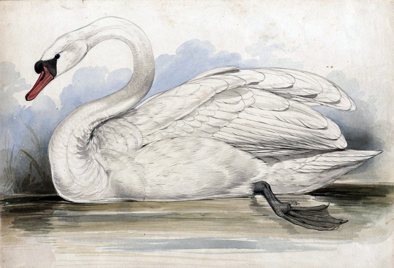 Cygne - Edward Lear