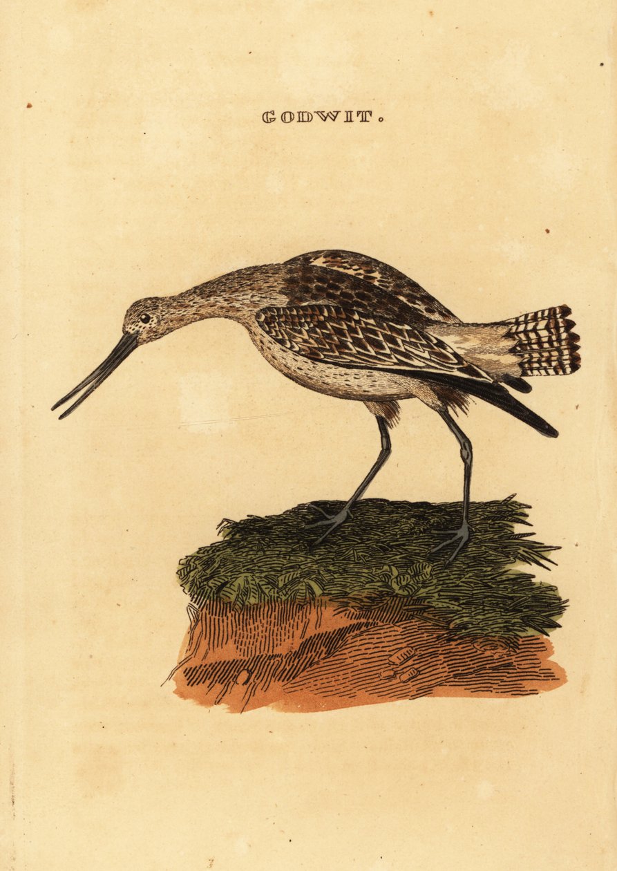 Barge rousse, Limosa lapponica - Edward Donovan