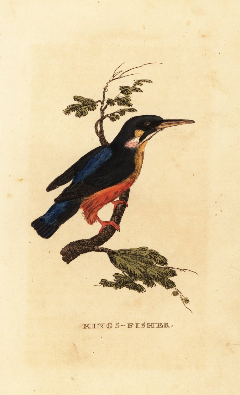 Martin-pêcheur d