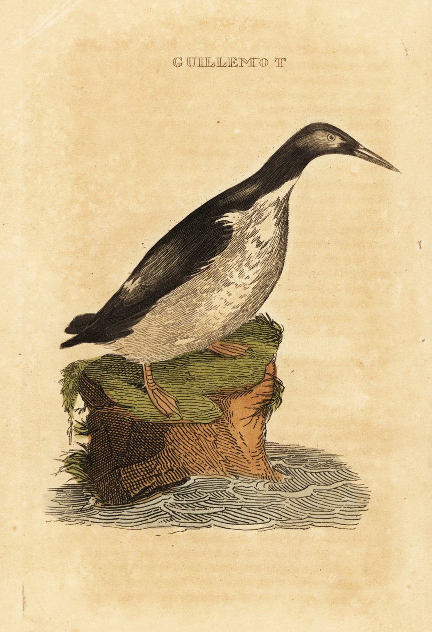 Guillemot de Troïl, Uria aalge - Edward Donovan