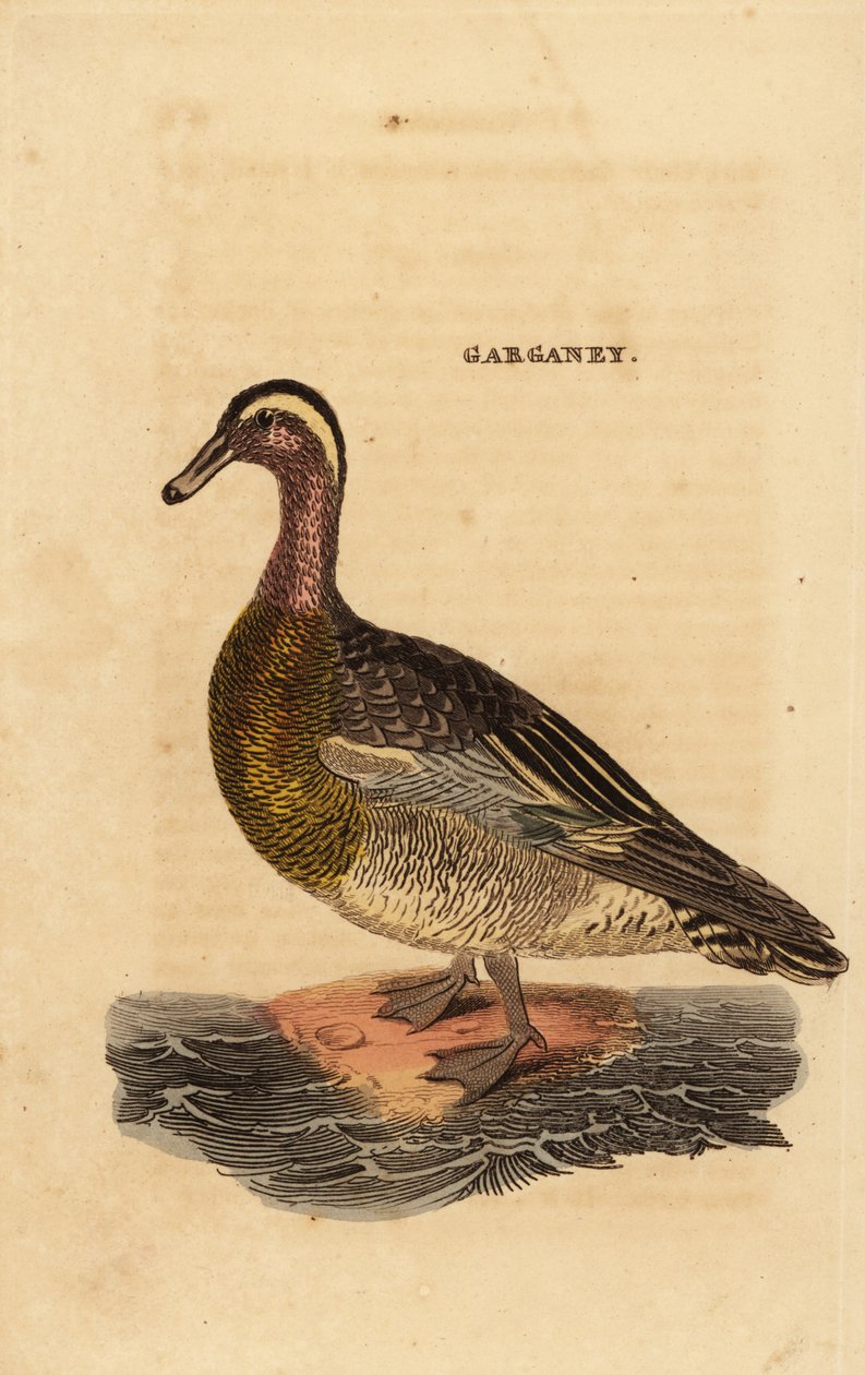 Sarcelle d