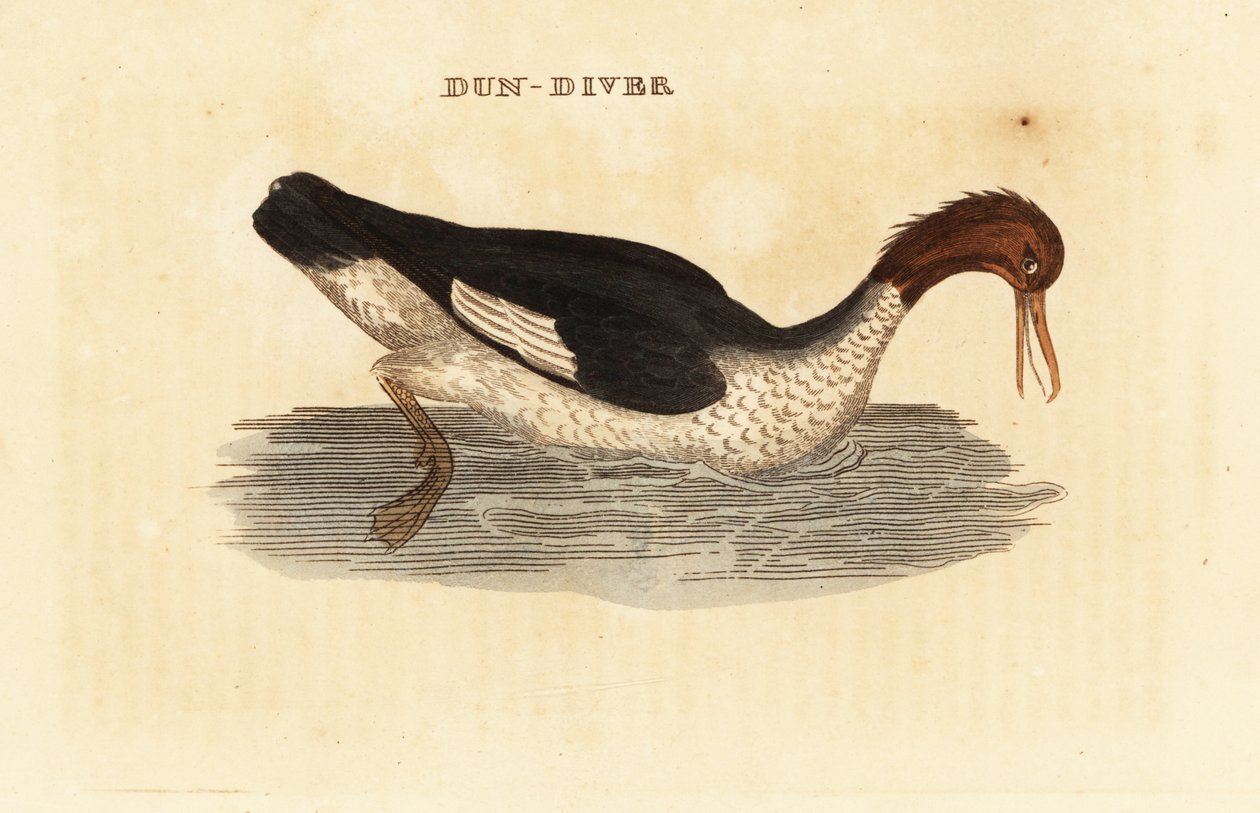 Harle bièvre, Mergus merganser, femelle - Edward Donovan