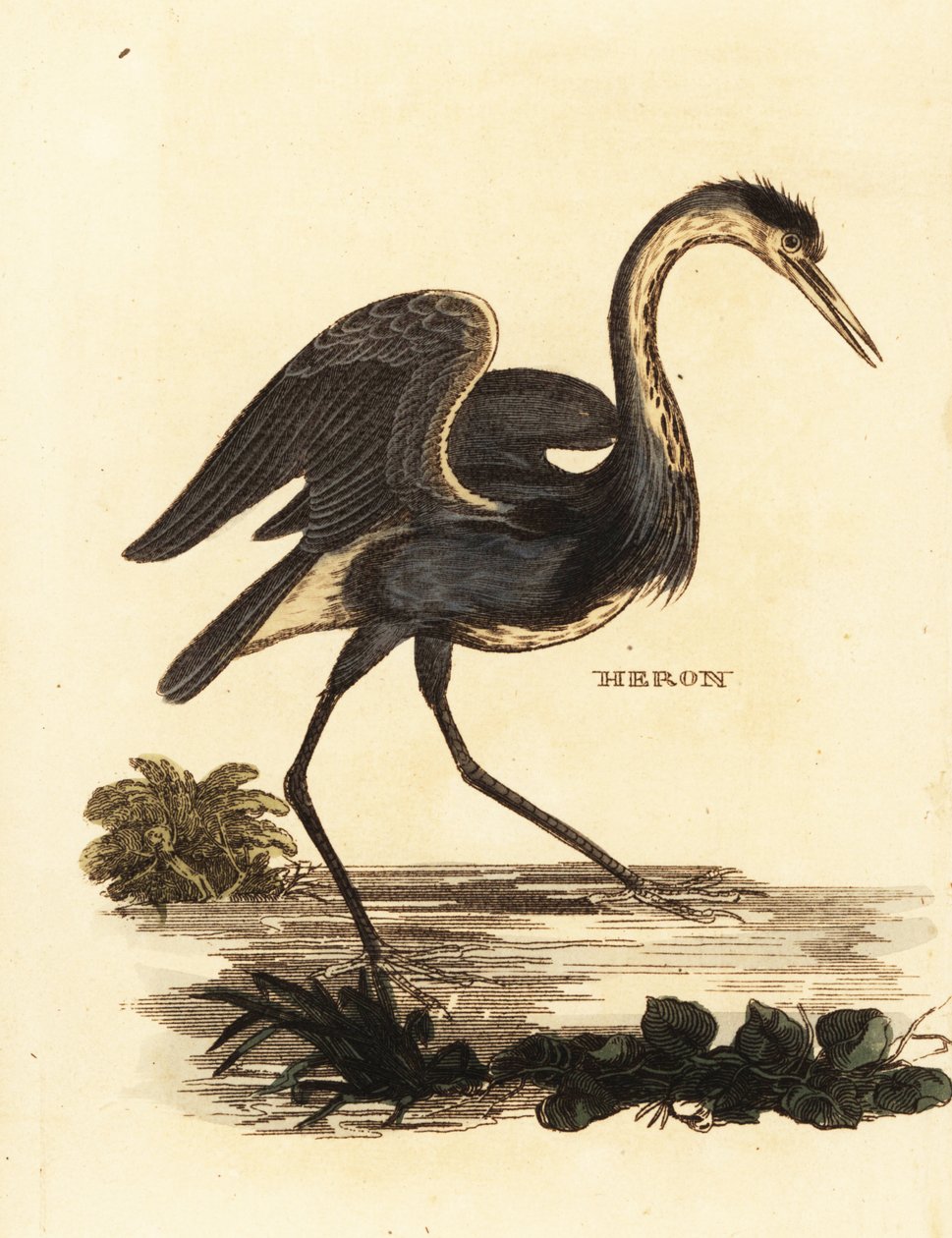 Héron cendré, Ardea cinerea - Edward Donovan